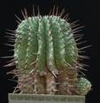 Euphorbia horrida