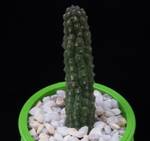 Echidnopsis cereiformis