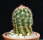 Echinocereus viridiflorus