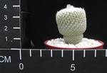 Epithelantha rufispina