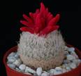 Epithelantha micromeris