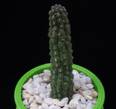 Echidnopsis cereiformis