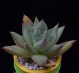 Echeveria agavoides