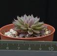 Echeveria rusbyi