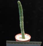 Echidnopsis cereiformis