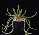 Euphorbia inermis
