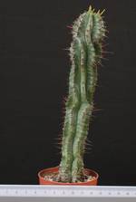 Euphorbia horrida sp.(8,5)