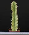 Euphorbia ammak variegata