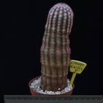 Echinocereus pectinatus v. rigidissimus