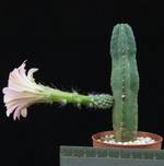Echinocereus gentryi
