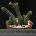 Echidnopsis watsonii