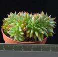 Echeveria agavoides cristata
