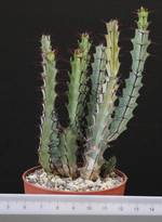 Euphorbia greenwoodii