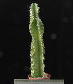Euphorbia ammak variegata