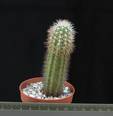 Echinocereus ortegae