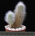 Echinocereus nivosus