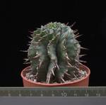 Euphorbia horrida