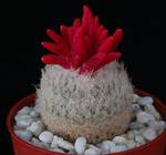 Epithelantha micromeris