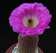Echinocereus pectinatus v. rigidissimus