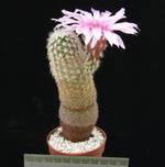 Echinocereus fitchii ssp. bergmannii
