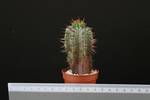 Euphorbia horrida