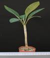 Euphorbia millotii