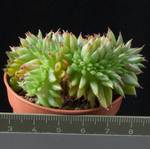Echeveria agavoides cristata