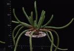 Euphorbia inermis