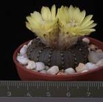 Frailea castanea