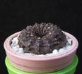 Frailea castanea