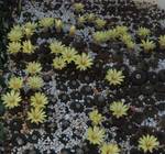 Frailea castanea