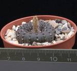 Frailea castanea