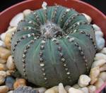 Frailea castanea