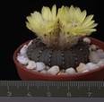 Frailea castanea