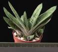 Gasteria Green Ice