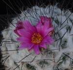 Gymnocactus viereckii