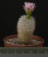 Gymnocalycium bruchii