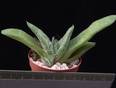 Gasteria disticha