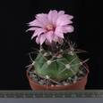 Gymnocalycium chiquitanum