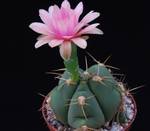 Gymnocalycium horstii