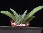 Gasteria disticha