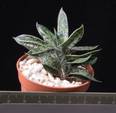 Gasteria maculata