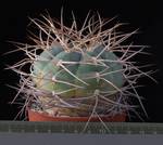 Gymnocalycium cardenasianum