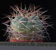 Gymnocalycium cardenasianum