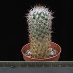 Gymnocactus beguinii