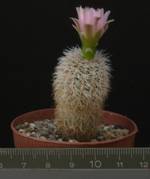 Gymnocalycium bruchii