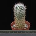 Gymnocactus beguinii