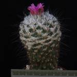 Gymnocactus viereckii