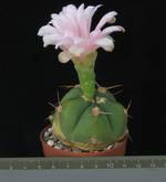 Gymnocalycium horstii