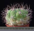 Gymnocalycium mazanense